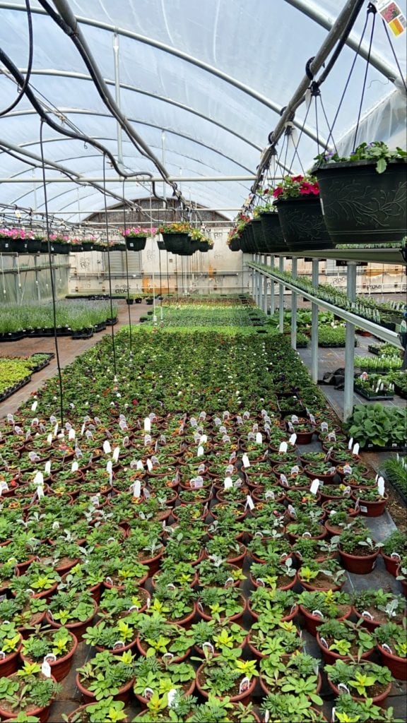 plants and flowers at visser greenhouse