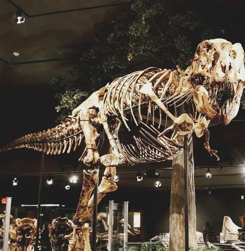 t-rex skeleton inside the museum of the rockies