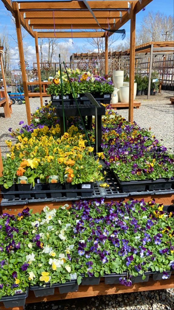 outdoor display of flowers at a nursery in bozeman