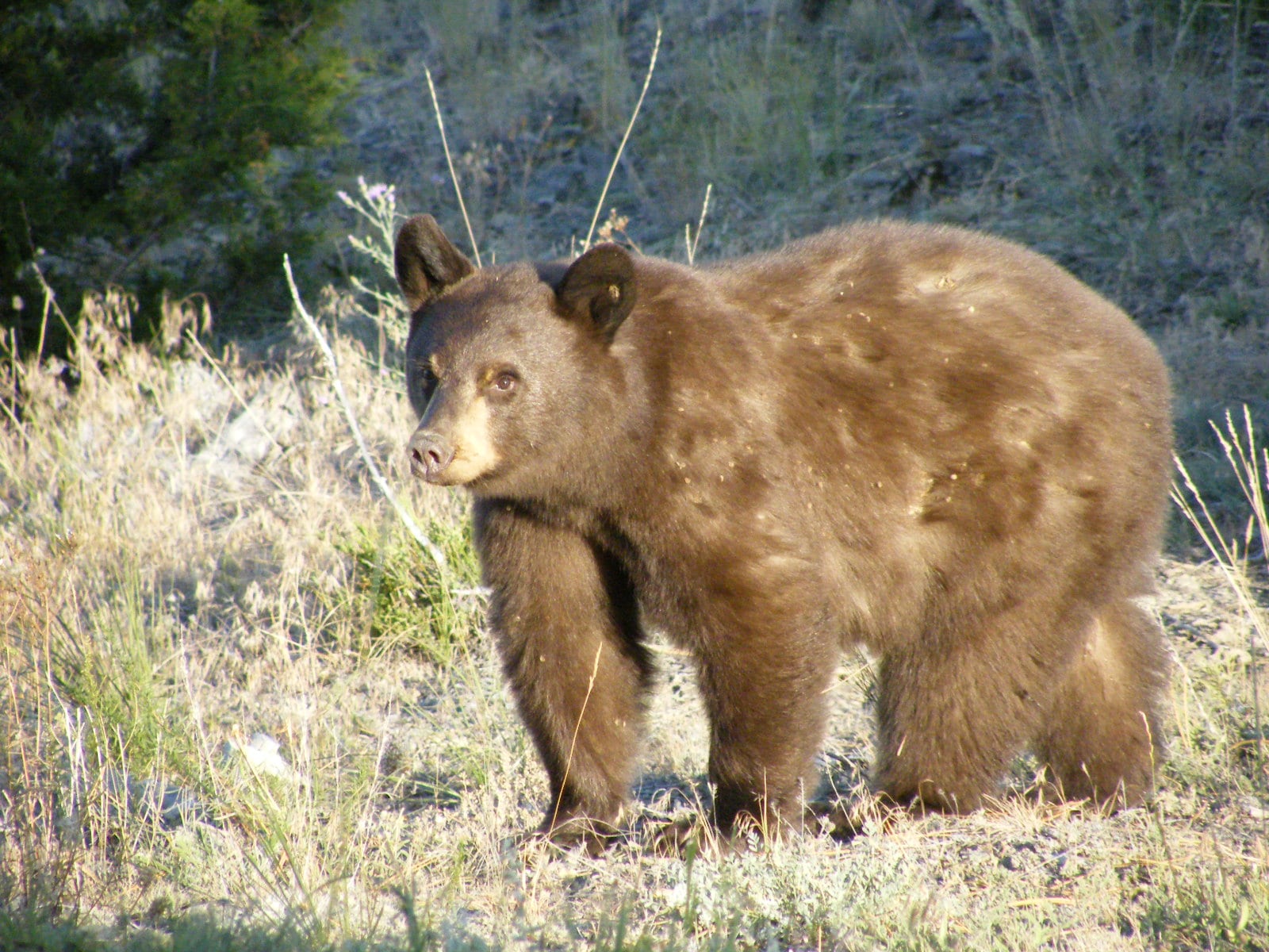 54 cub drive bear