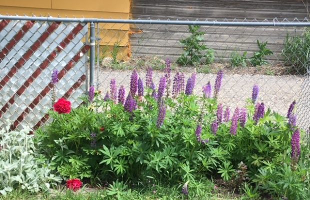 1016 W Lamme, photo of flowers on the property during blooming season