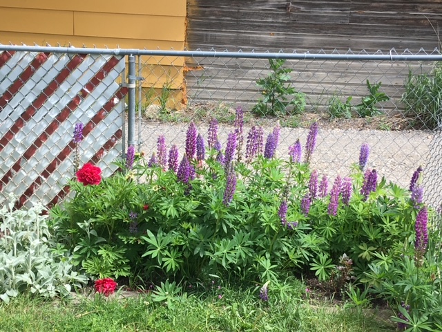 1016 W Lamme, photo of flowers on the property during blooming season