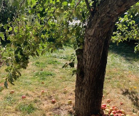 1016 W Lamme, photo of apple tree on the property with many appleas all around