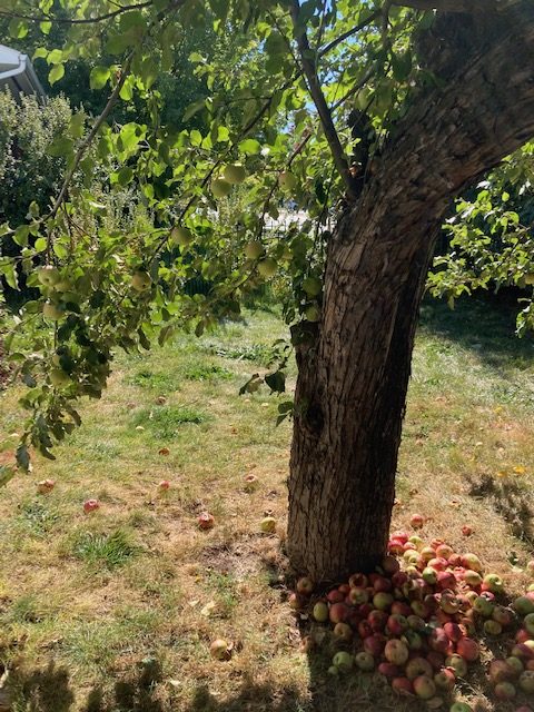 1016 W Lamme, photo of apple tree on the property with many appleas all around
