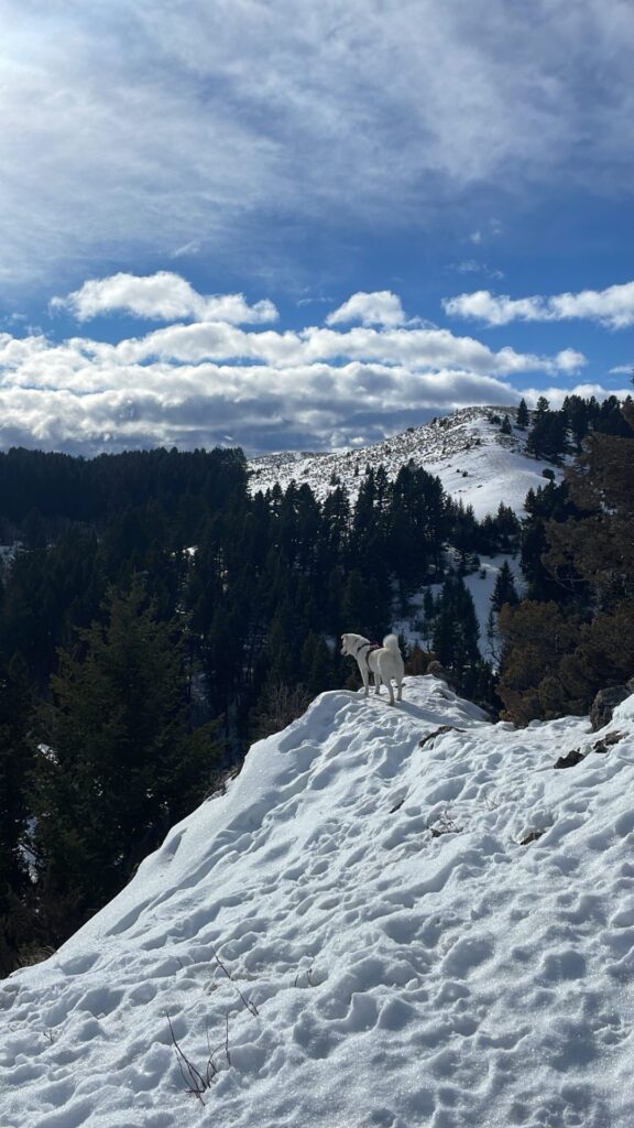 snowy mountain views from drinking horse mountain trail