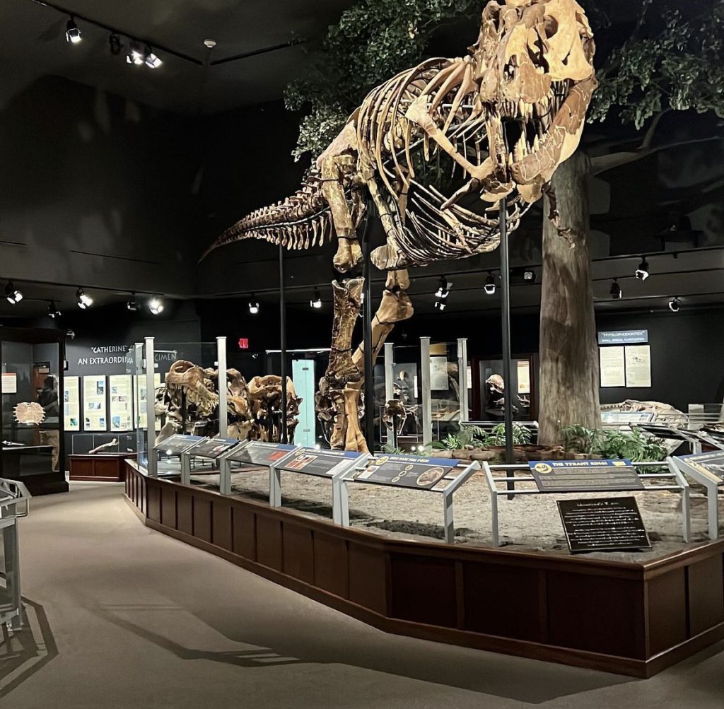 dinosaur display inside the museum of rockies