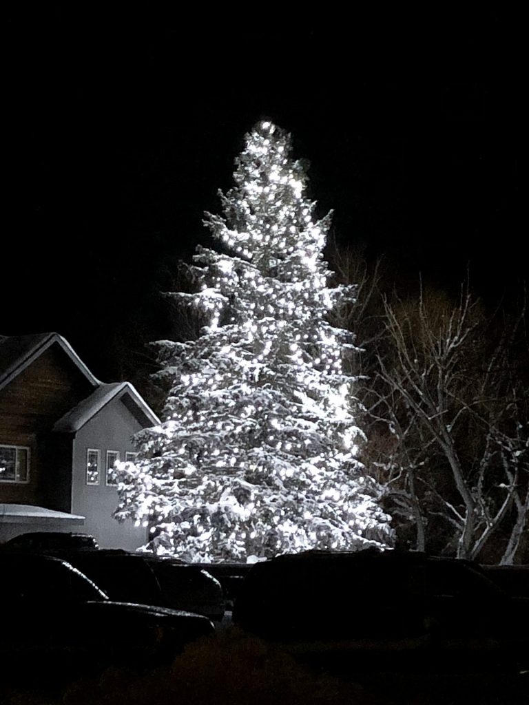 tree covered in holiday lights in front of a home in bozeman