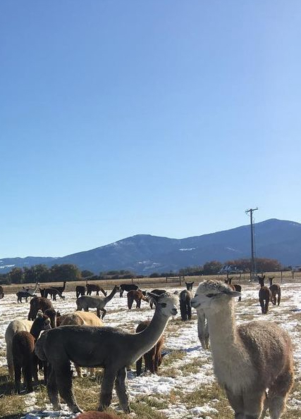 alpacas and llamas at the Alpacas of Montana farm