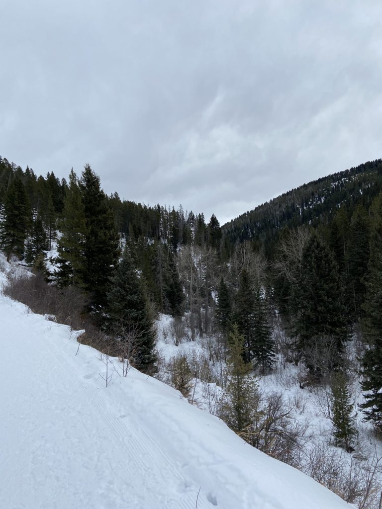 view from snow covered trail in sourdough canyon area