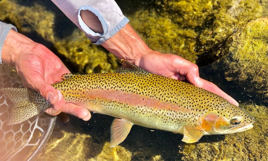 Fly fishing Primer