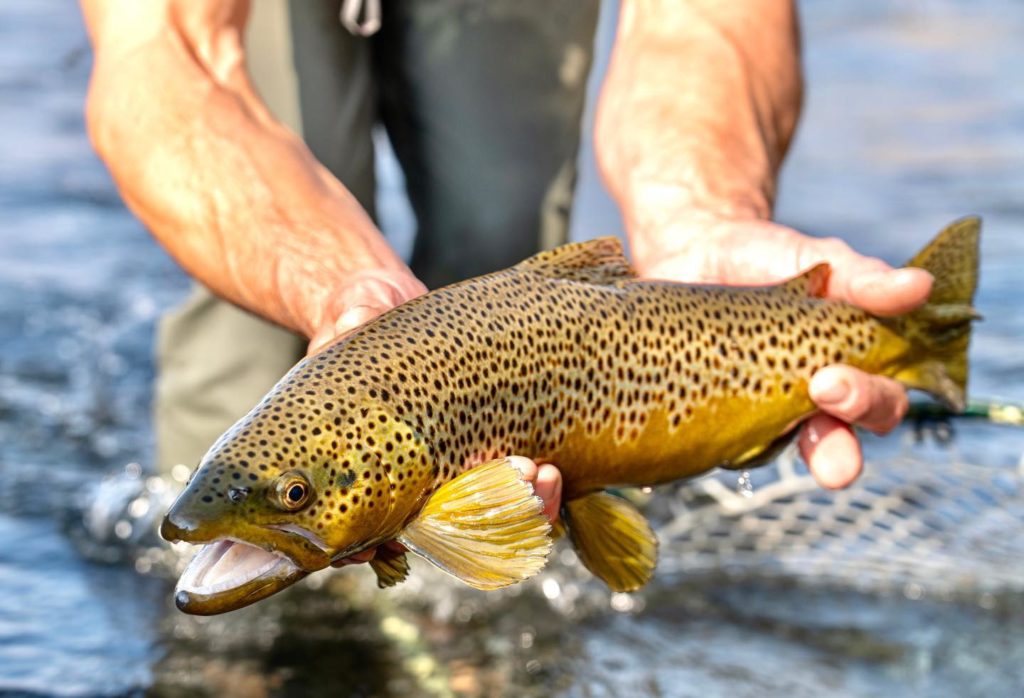 Fly fishing Primer