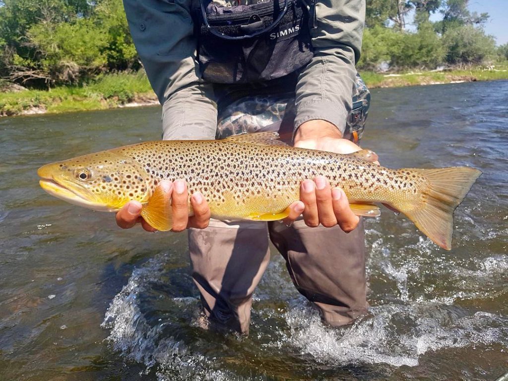 Fly fishing Primer