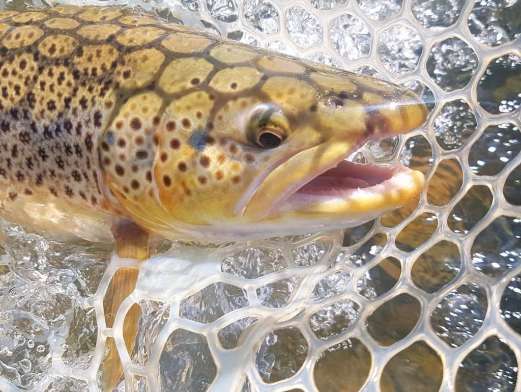 Fly fishing Primer
