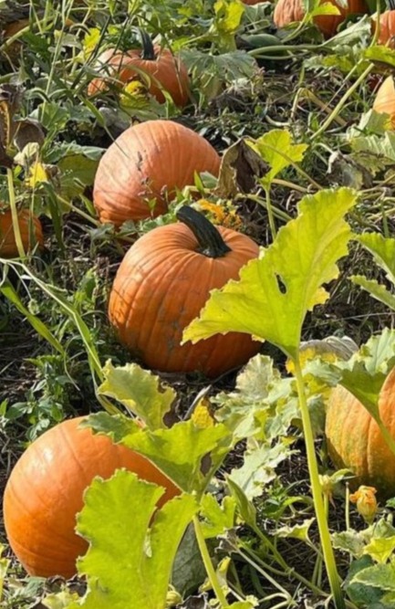 Favorite Autumn Activities