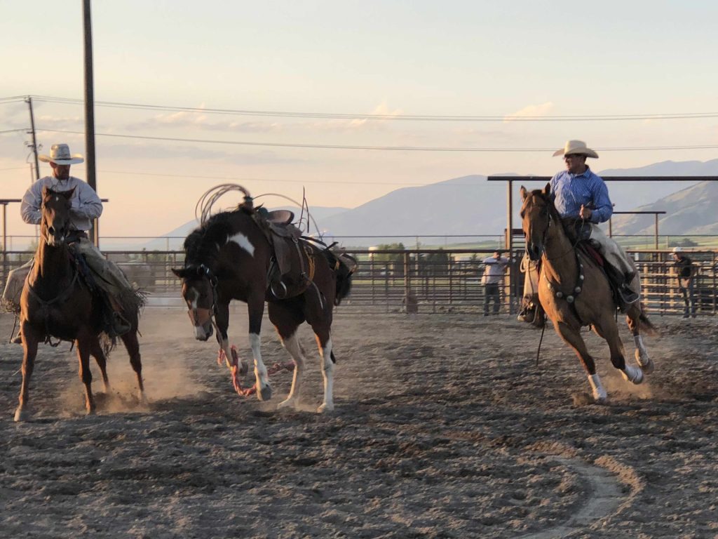 Cowboys riding horses at rodeo