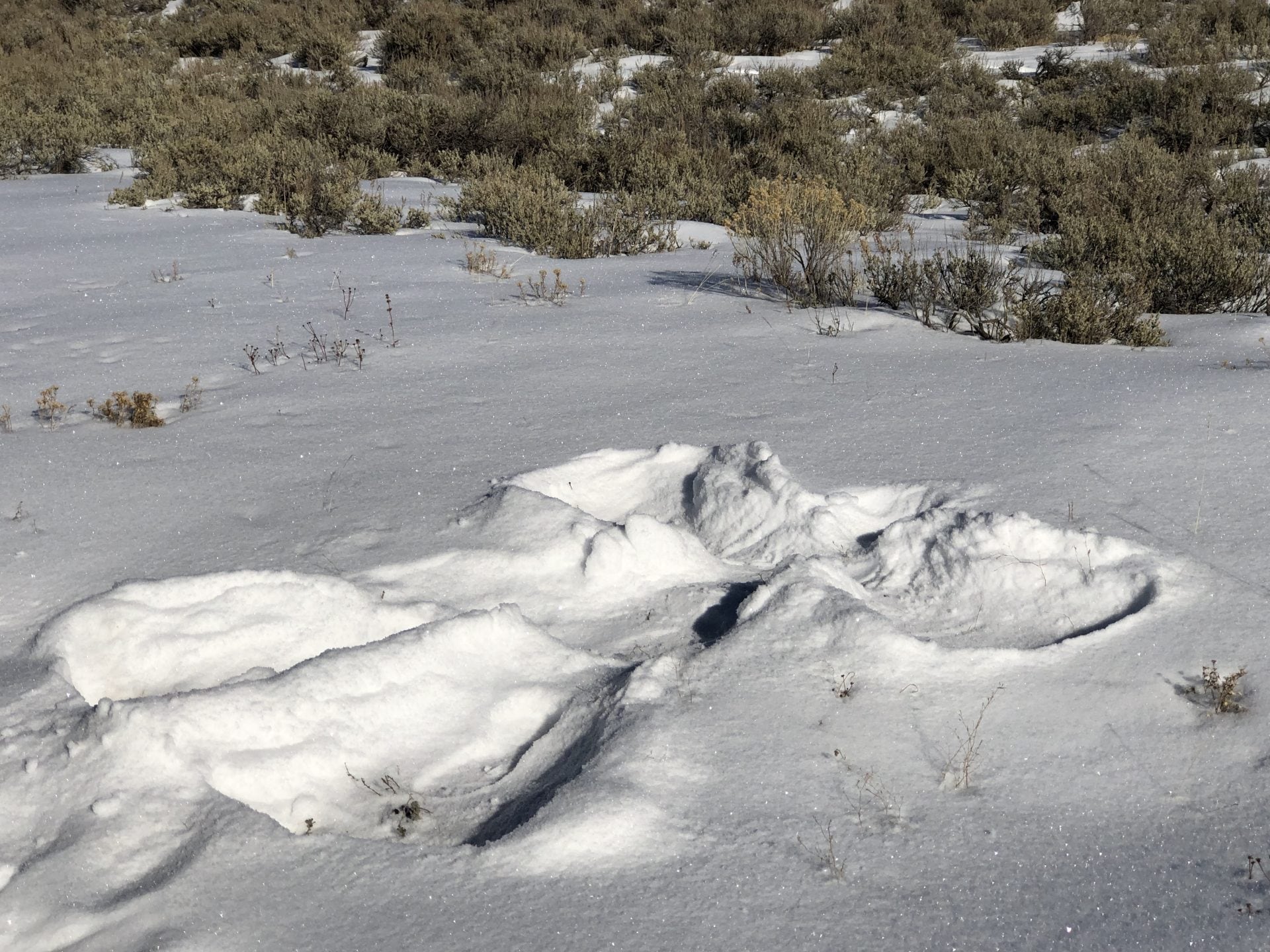 Snow angels in YNP