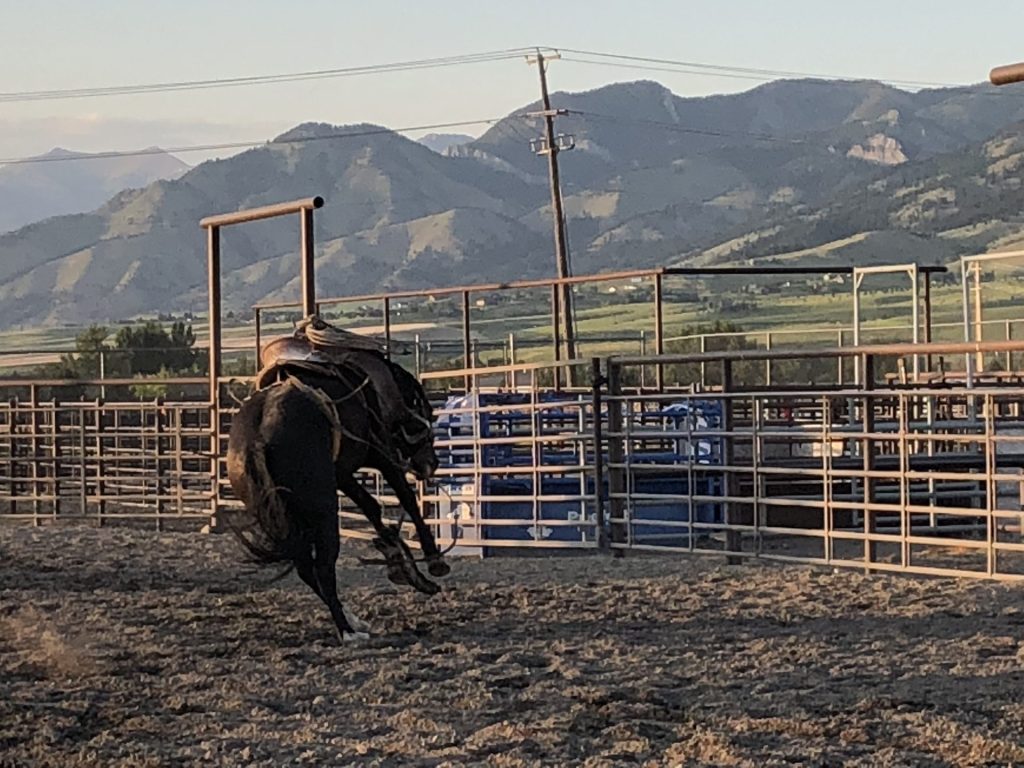 Cowboy riding horse at rodeo