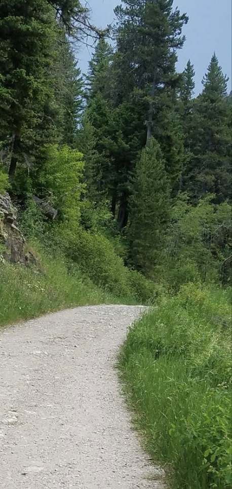 view up hill from near the start of sourdough trail